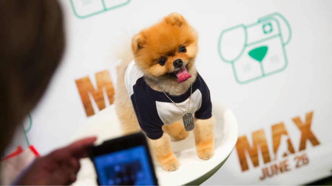 How to Turn Your Pet Into an Instagram Celebrity